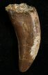 Inch Nanotyrannus Tooth - South Dakota #5842-1